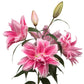 Lilium - Oriental Roselily Isabella
