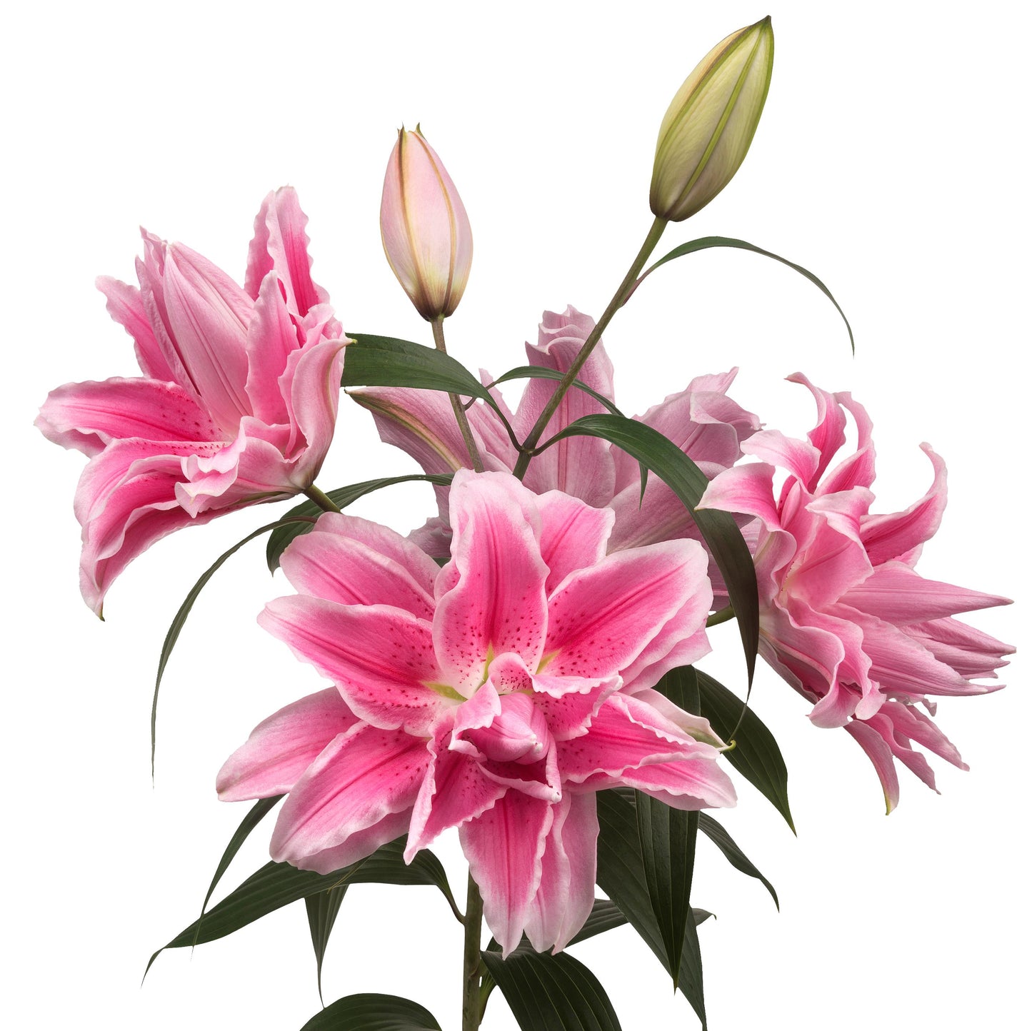 Lilium - Oriental Roselily Isabella