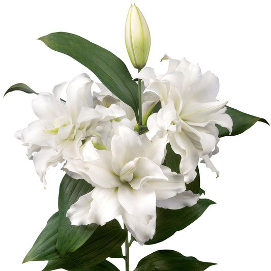 Lilium - Oriental Roselily Corolla
