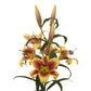 Lilium - Orienpet Lily Flavia