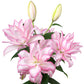 Lilium - Oriental Roselily Anouska