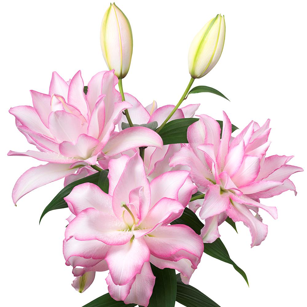 Lilium - Oriental Roselily Anouska