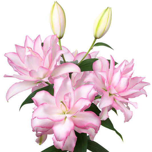 Lilium - Oriental Roselily Anouska
