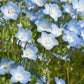 Baby Blue Eyes Nemophila Seeds