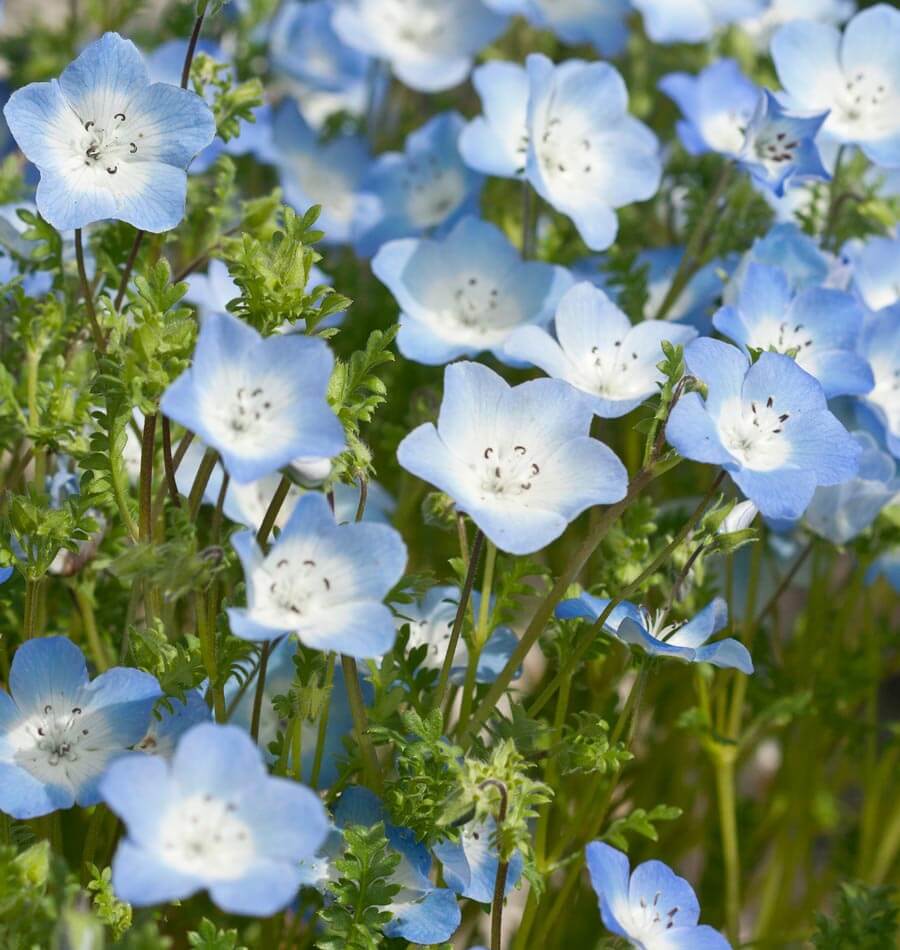 Baby Blue Eyes Nemophila Seeds