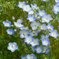 Baby Blue Eyes Nemophila Seeds