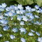 Baby Blue Eyes Nemophila Seeds