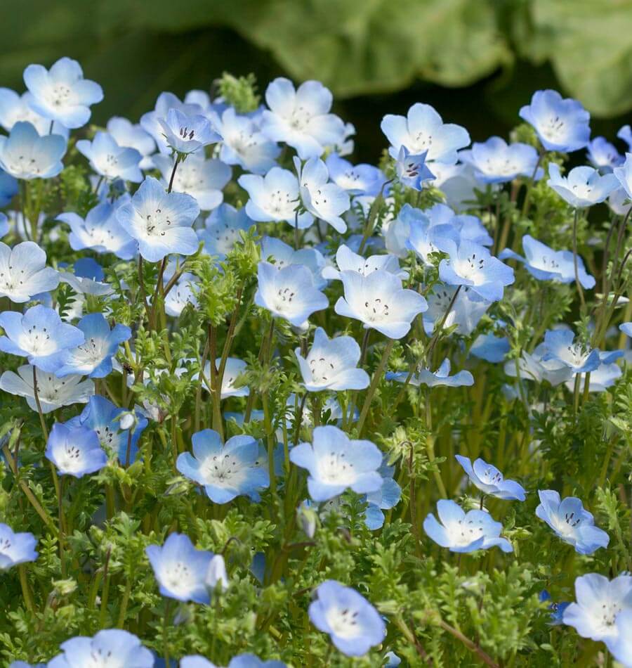 Baby Blue Eyes Nemophila Seeds