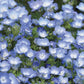 Baby Blue Eyes Nemophila Seeds