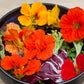 Salad Blend