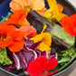 Salad Blend