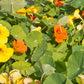 Jewel Mix