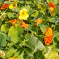 Jewel Mix
