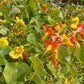 Jewel Mix