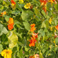Jewel Mix