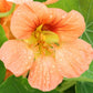 Tip Top Alaska Salmon Nasturtium Seeds