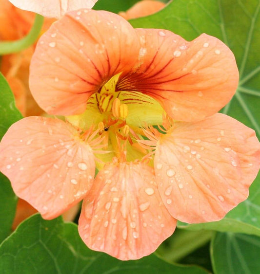 Tip Top Alaska Salmon Nasturtium Seeds