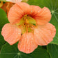 Tip Top Alaska Salmon Nasturtium Seeds