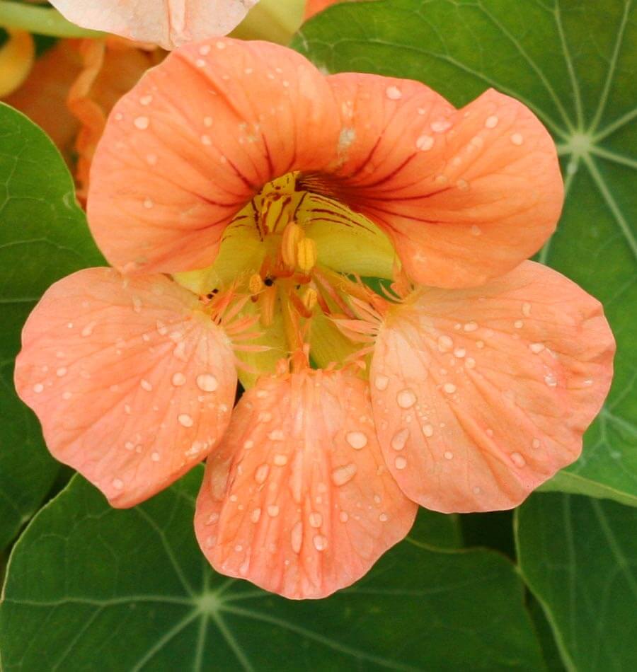 Tip Top Alaska Salmon Nasturtium Seeds