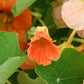 Tip Top Alaska Salmon Nasturtium Seeds