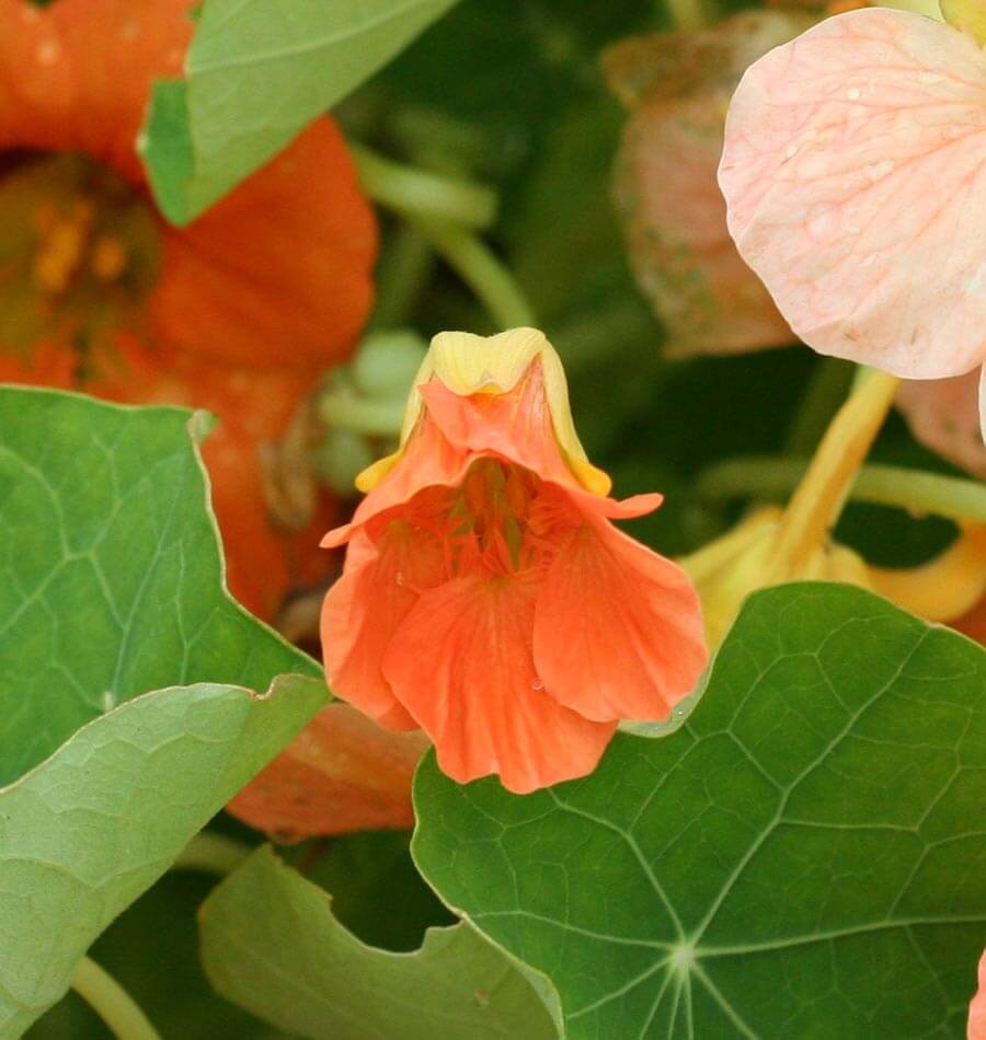 Tip Top Alaska Salmon Nasturtium Seeds