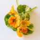 Tip Top Alaska Salmon Nasturtium Seeds