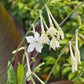 Jasmine Tobacco Nicotiana Seeds
