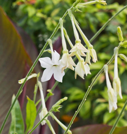 Jasmine Tobacco Nicotiana Seeds