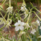 Jasmine Tobacco Nicotiana Seeds