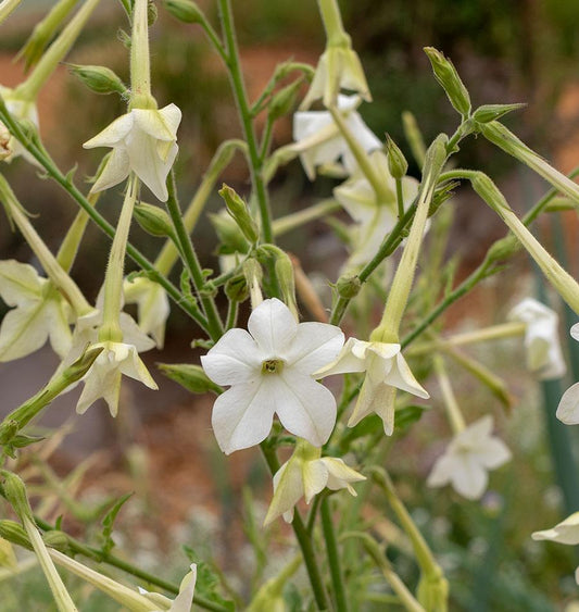 Jasmine Tobacco Nicotiana Seeds