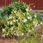 Jasmine Tobacco Nicotiana Seeds