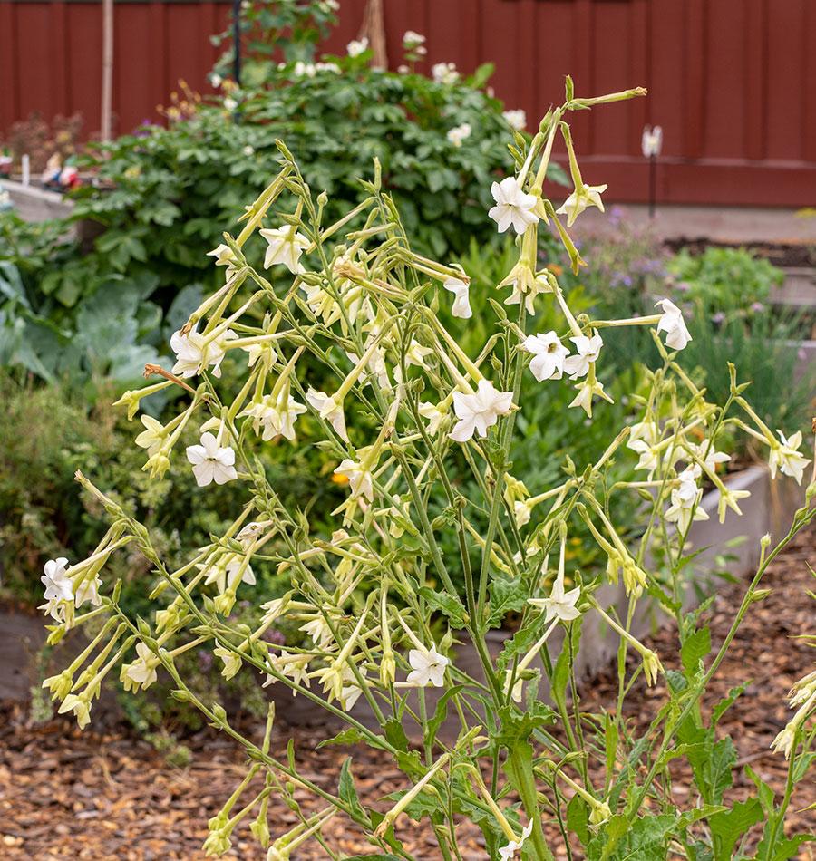 Jasmine Tobacco Nicotiana Seeds