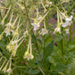 Jasmine Tobacco Nicotiana Seeds