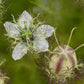 Persian Jewels Nigella Seeds