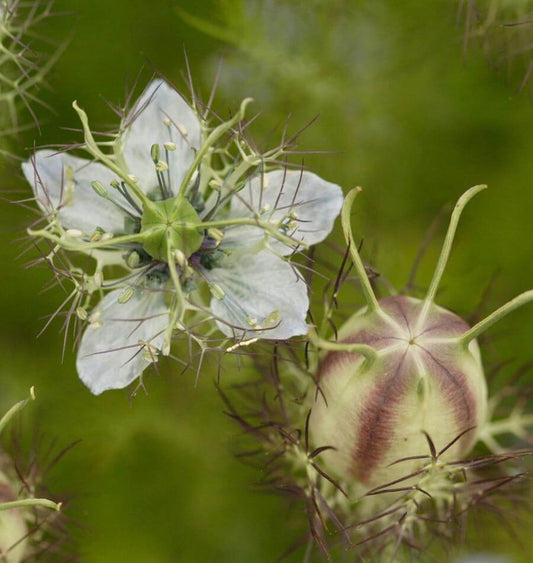 Persian Jewels Nigella Seeds