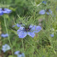 Persian Jewels Nigella Seeds