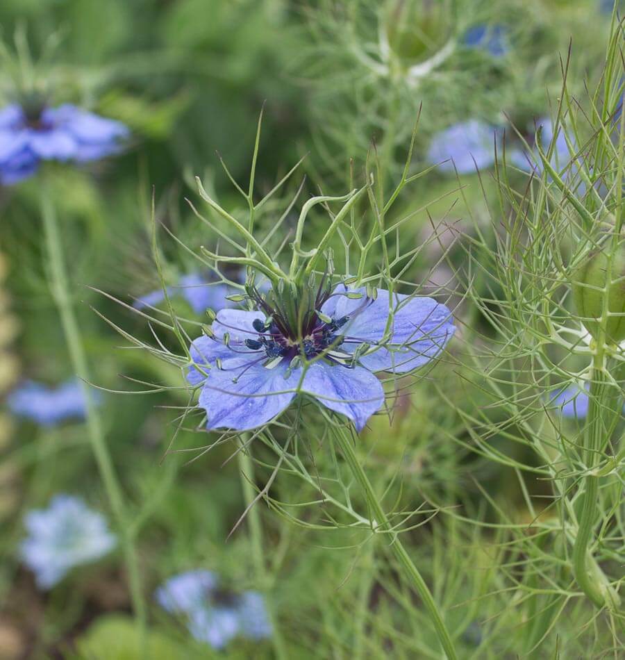 Persian Jewels Nigella Seeds
