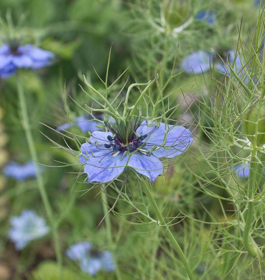 Persian Jewels Nigella Seeds