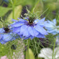 Persian Jewels Nigella Seeds