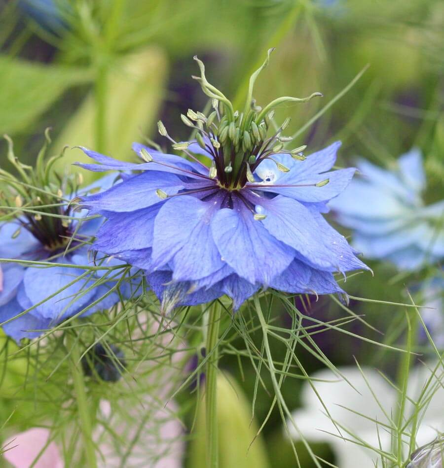 Persian Jewels Nigella Seeds