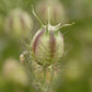 Persian Jewels Nigella Seeds
