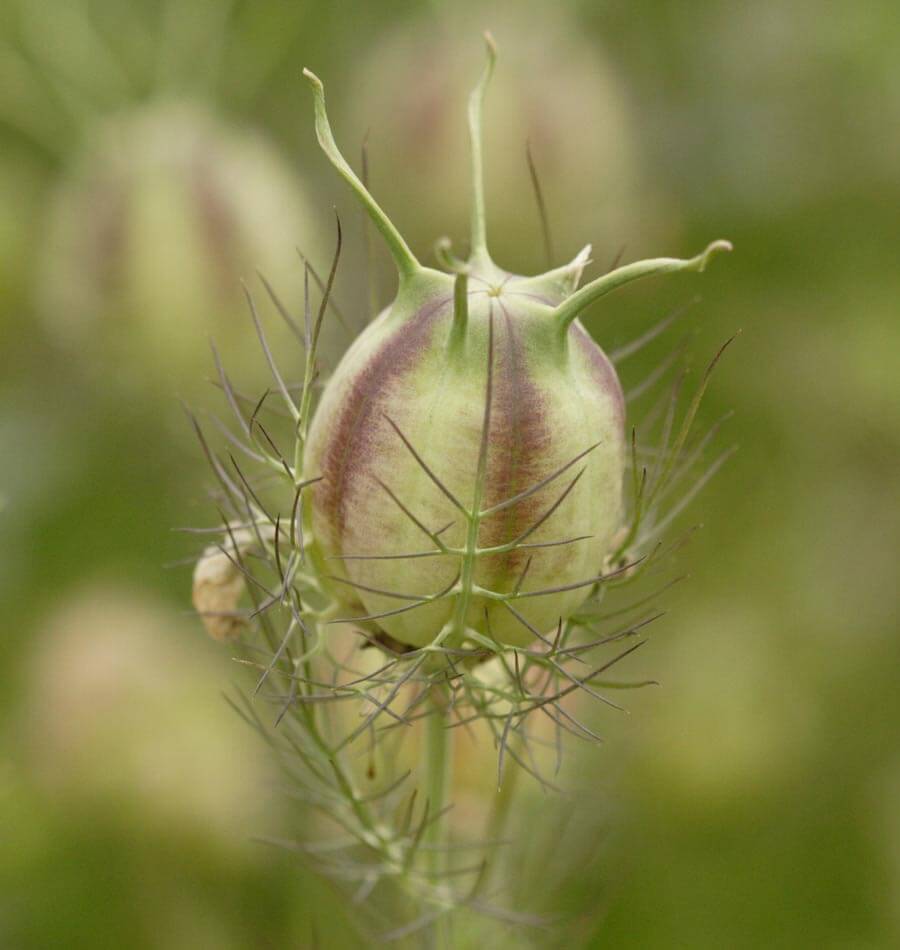 Persian Jewels Nigella Seeds