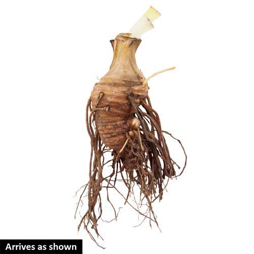 Unbuttoned Zippers Siberian Iris Stylish Flower Form Iris Species Growing Bonsai Bulbs Roots Rhizomes Corms Tubers Potted Planting Reblooming Fragrant Garden Flower Seeds Plant