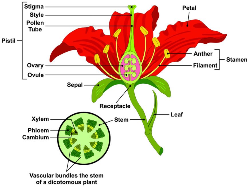 Zesting Lemons Bearded Iris Refreshing Lemon Yellow Falls Add Zest Growing Bonsai Seeds Flower Plant Bulbs Roots Rhizomes Corms Tubers Potted Planting Reblooming Fragrant Garden