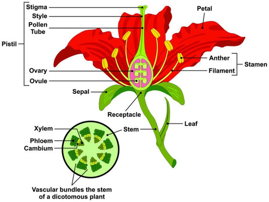 Zesting Lemons Bearded Iris Refreshing Lemon Yellow Falls Add Zest Growing Bonsai Seeds Flower Plant Bulbs Roots Rhizomes Corms Tubers Potted Planting Reblooming Fragrant Garden
