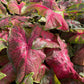 Caladium - Fannie Munson