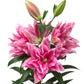 Lilium - Oriental Roselily Ciara
