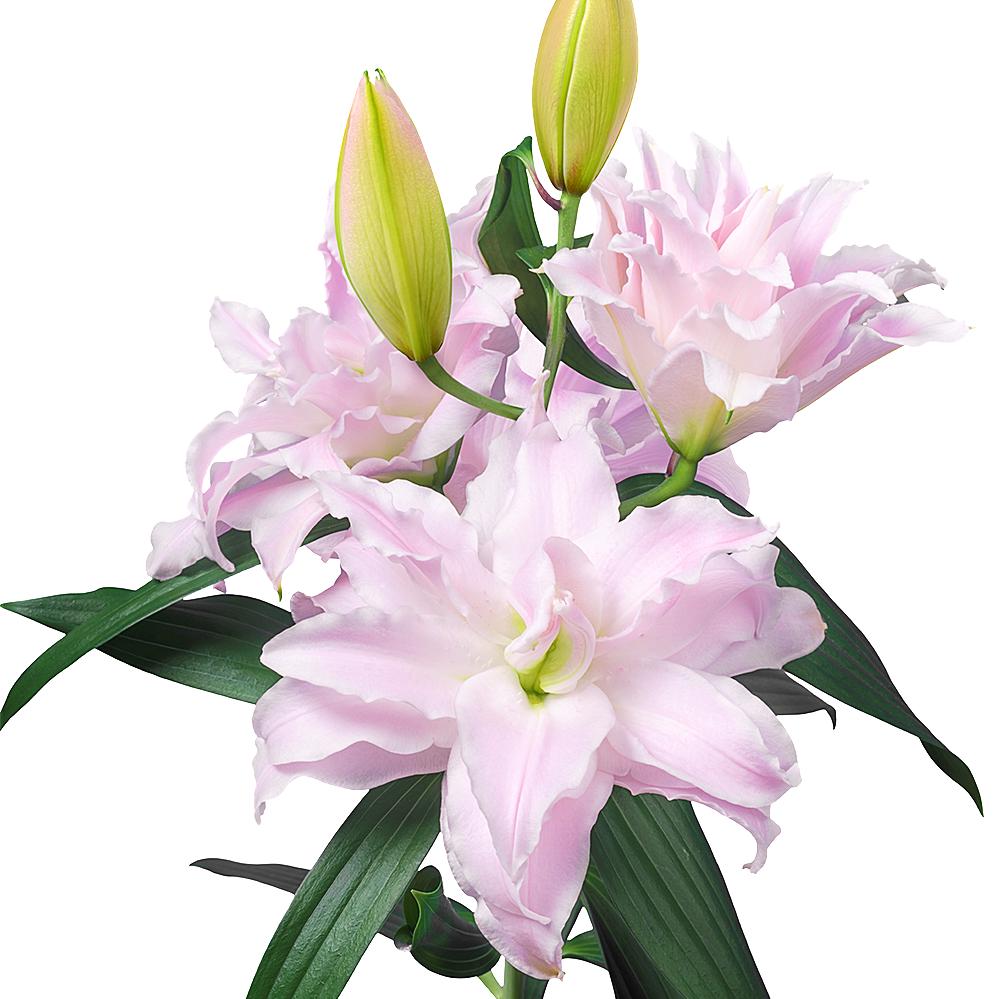Lilium - Oriental Roselily Sascha