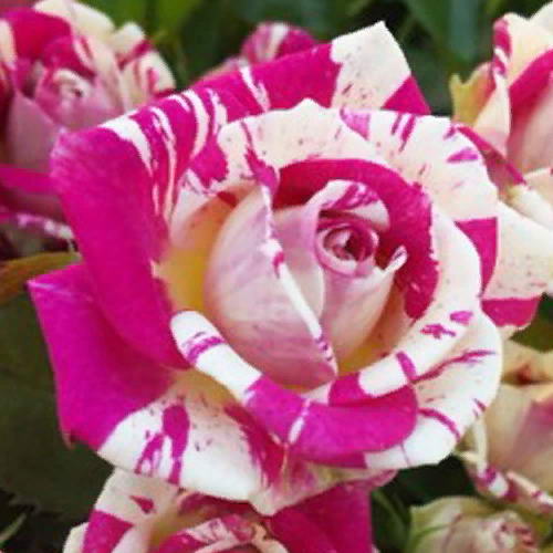 Dance Rose Seedlings Flower Seeds Perennial Growing Bonsai Corms Tubers Potted Planting Reblooming Fragrant Garden Roots Rhizomes Species Blooms Plant Bulbs Gardening Tree