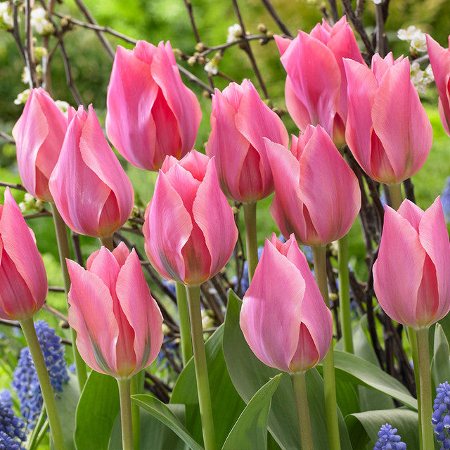 Fosteriana Collection Tulip Bulbs Blooms Species Growing Bonsai Roots Rhizomes Corms Tubers Potted Planting Reblooming Fragrant Garden Flower Seeds Plant